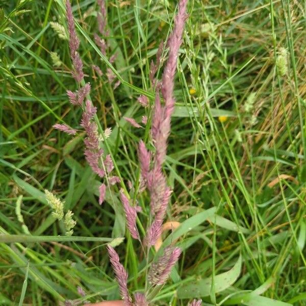 Holcus lanatus Fruit