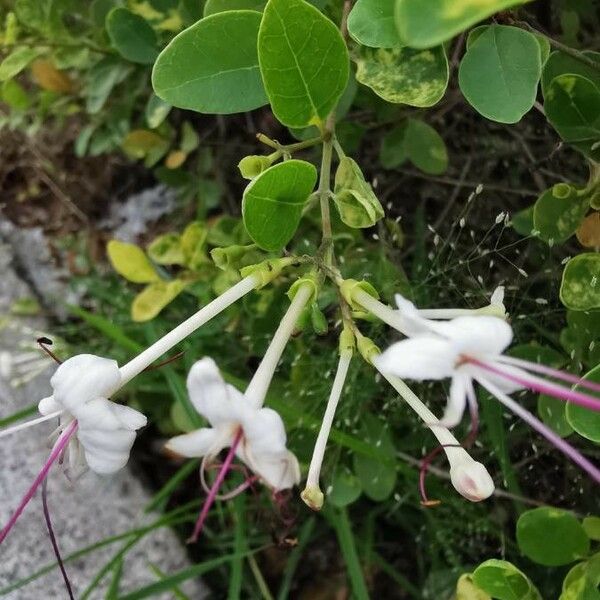 Volkameria inermis Flower