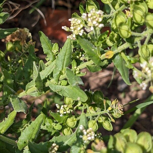 Lepidium campestre Yaprak