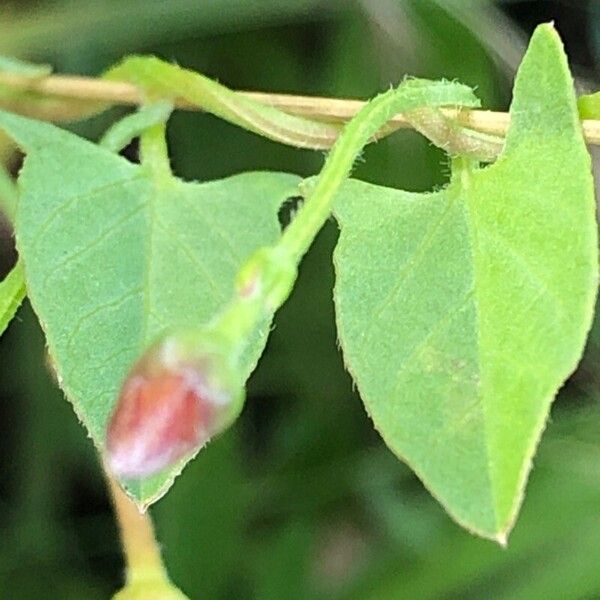 Convolvulus arvensis برگ