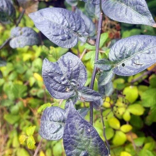 Solanum dulcamara Лист