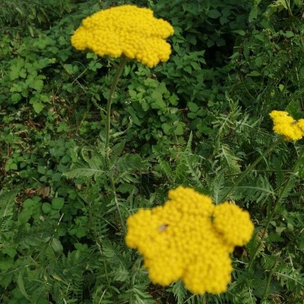 Achillea filipendulina Kukka