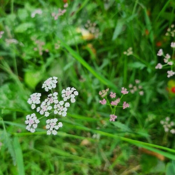 Torilis japonica Fleur