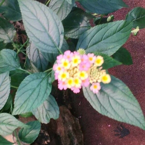 Lantana camara Flower