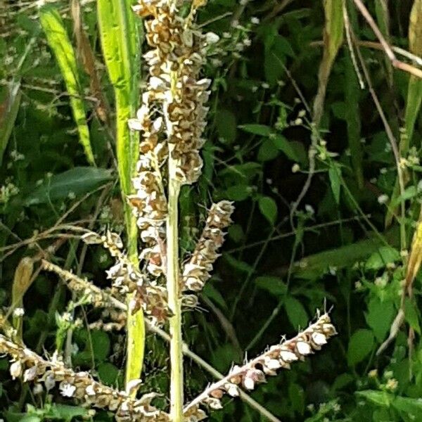 Echinochloa crus-galli ফল