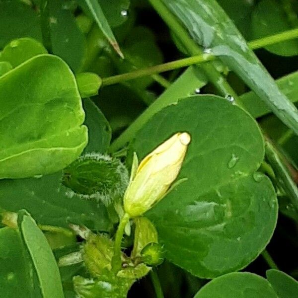 Oxalis stricta Fiore