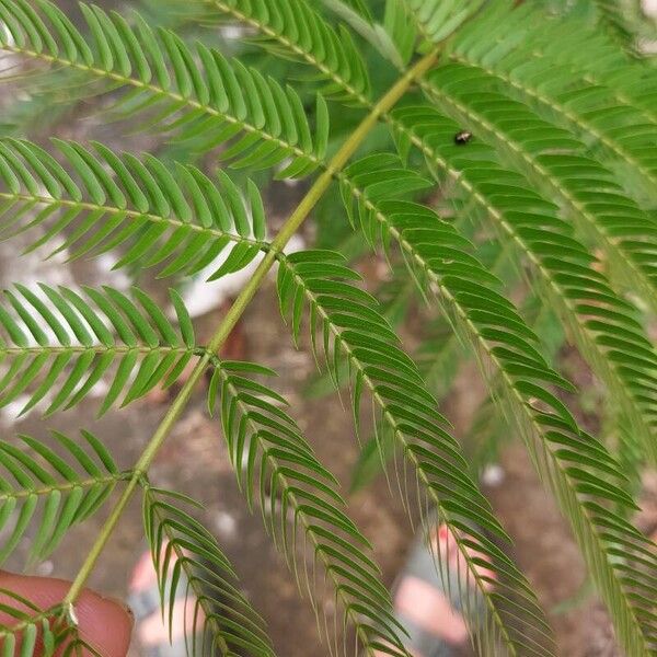 Cojoba arborea Leaf