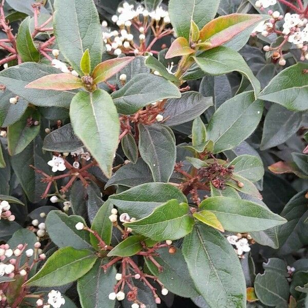 Viburnum tinus Folla