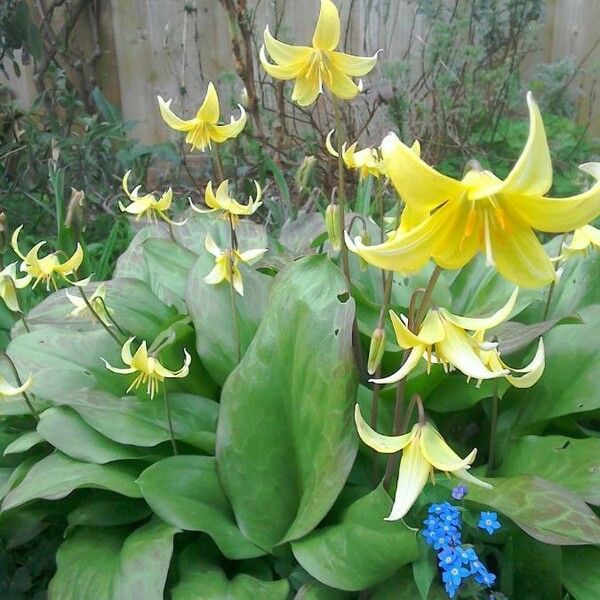 Erythronium revolutum 花