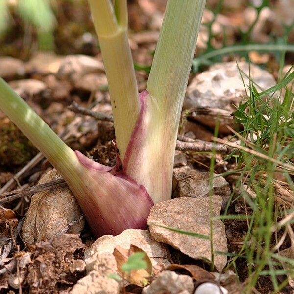 Ferula glauca ᱪᱷᱟᱹᱞᱤ