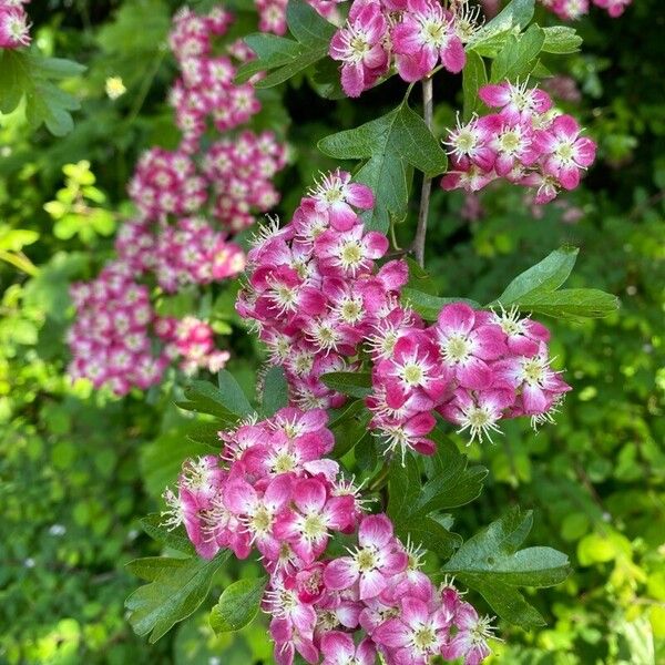 Crataegus laevigata 花