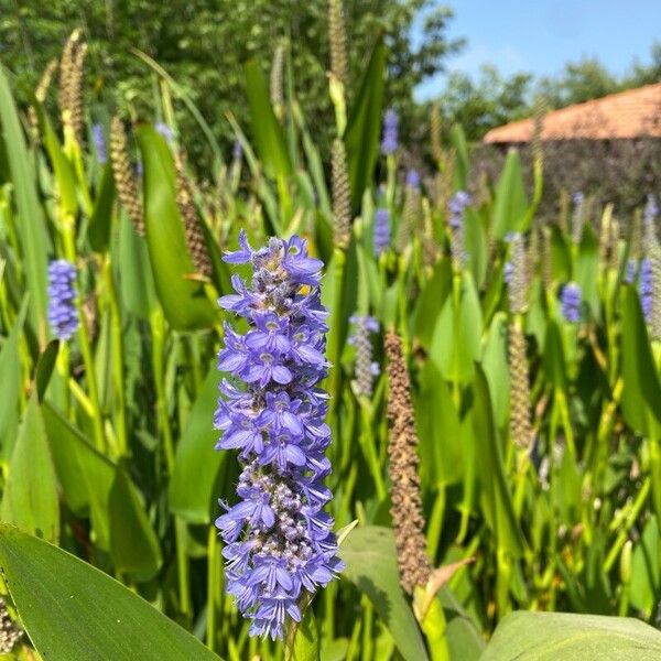 Pontederia cordata Õis