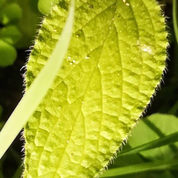 Borago officinalis Leaf