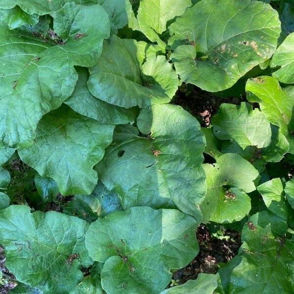 Arctium nemorosum পাতা