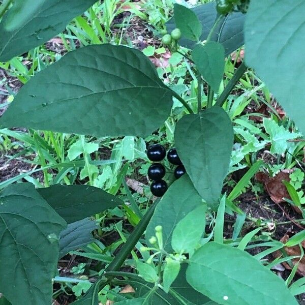 Solanum scabrum 其他