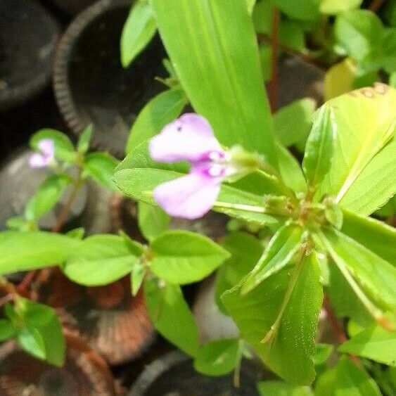 Murdannia nudiflora Квітка