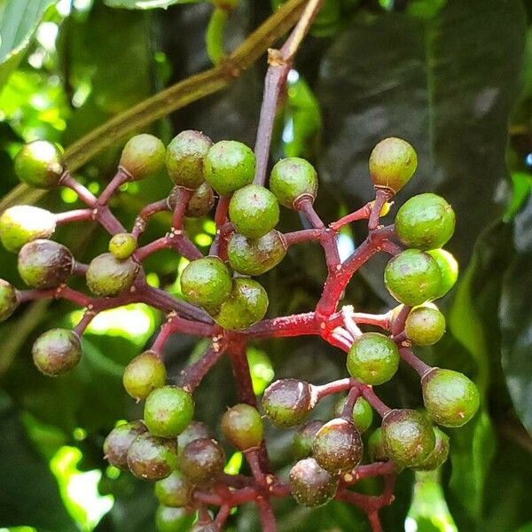 Cissus erosa Fruchs