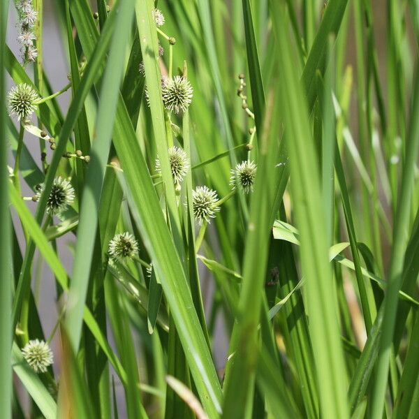 Sparganium erectum Frugt