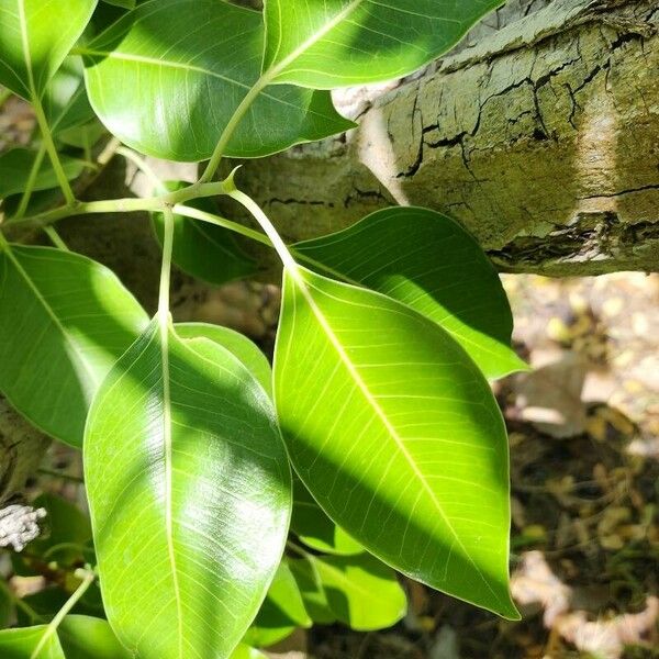 Ficus cordata Leaf