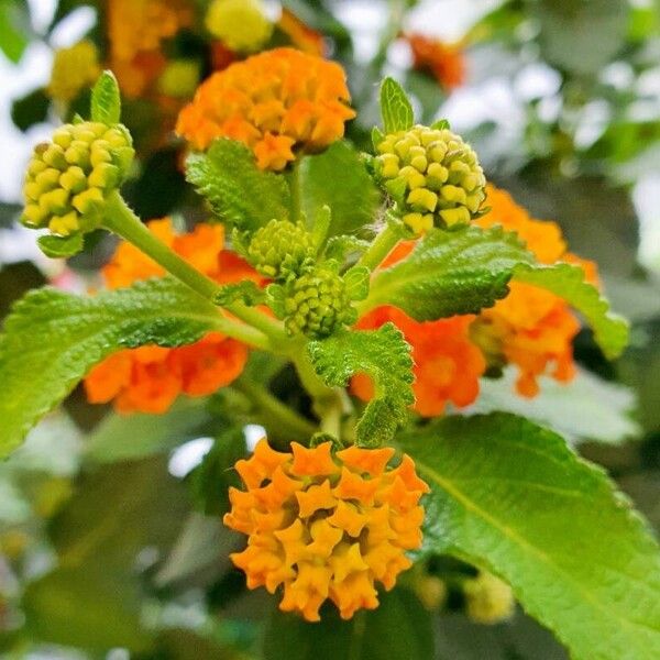 Lantana camara Цветок