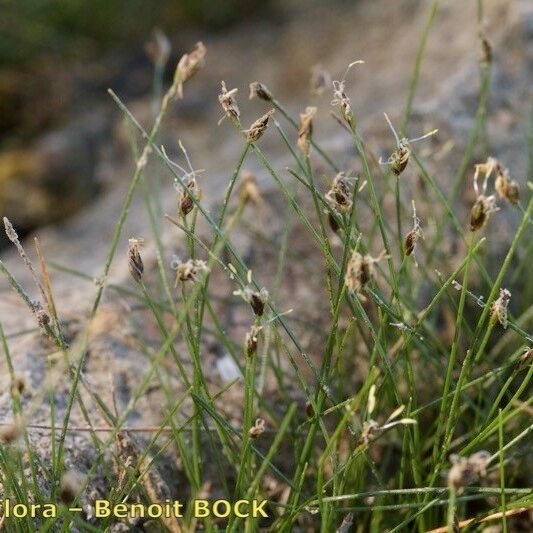 Eleocharis acicularis Habitus