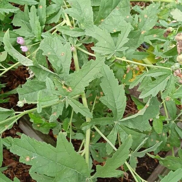 Althaea cannabina 整株植物