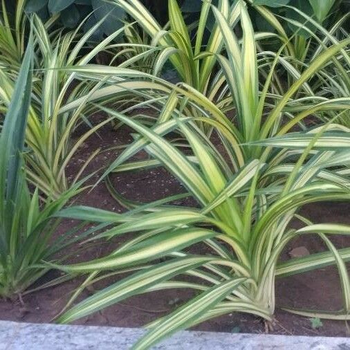 Chlorophytum comosum Leaf