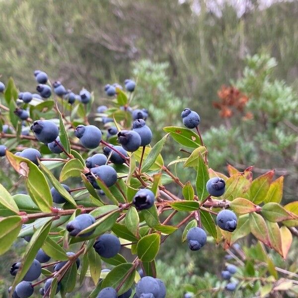 Myrtus communis Плод