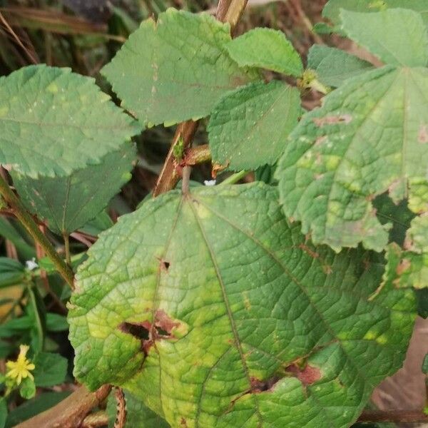 Triumfetta rhomboidea Blatt