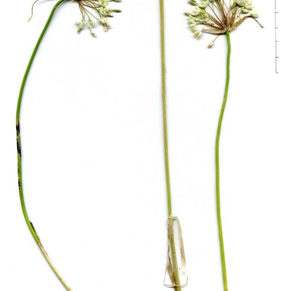 Allium pallens Žiedas