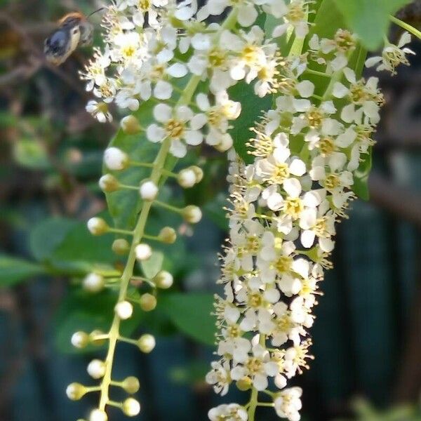 Prunus virginiana ফুল