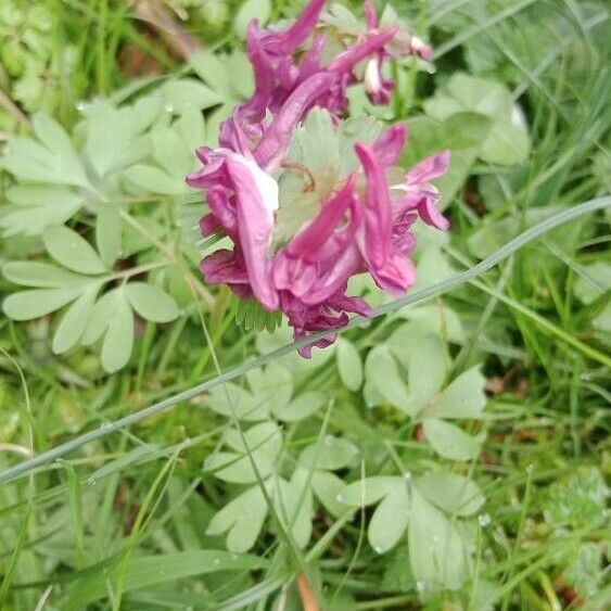 Corydalis solida 叶