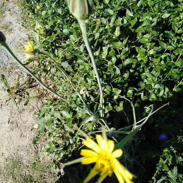 Tragopogon pratensis 花