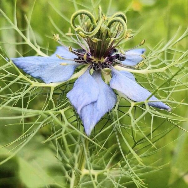 Nigella damascena Floro