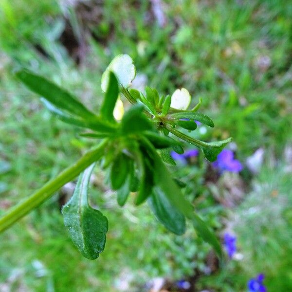 Viola lutea Leaf