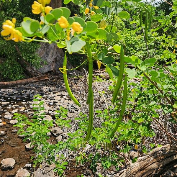 Senna bicapsularis Ffrwyth