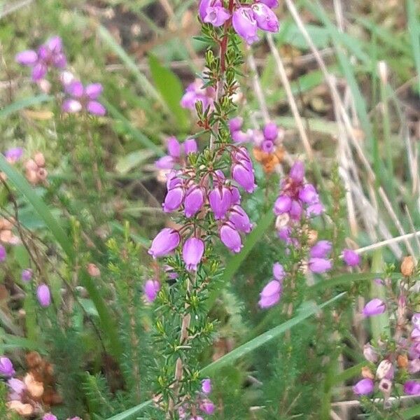 Erica cinerea Flower