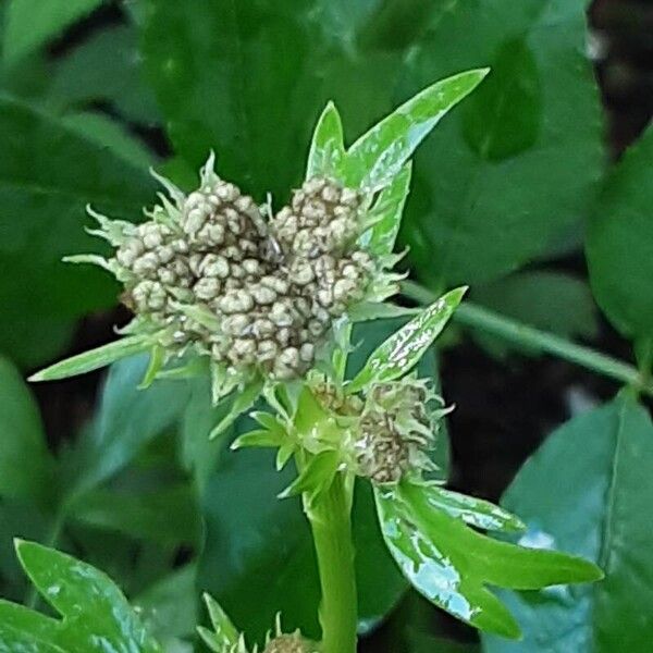 Levisticum officinale പുഷ്പം