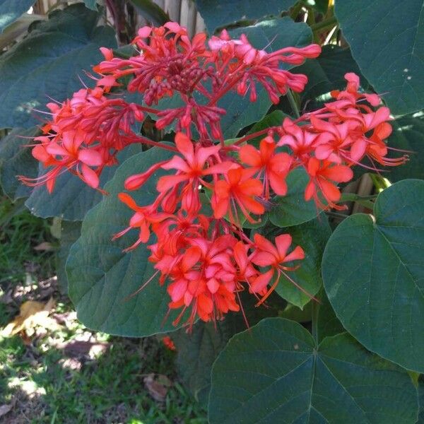 Clerodendrum speciosissimum Floro