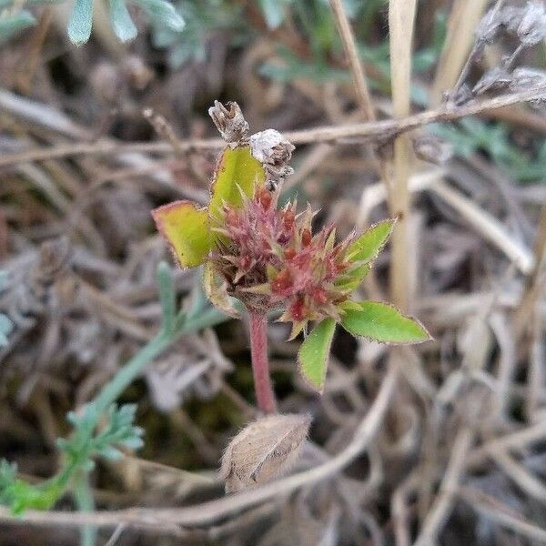 Trifolium scabrum 果実