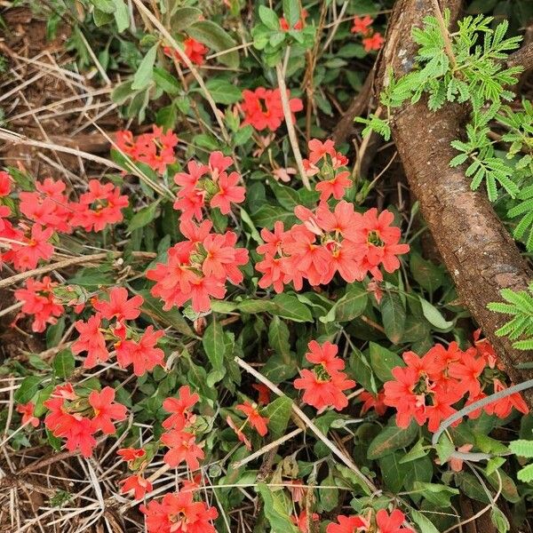 Crossandra massaica Цветок