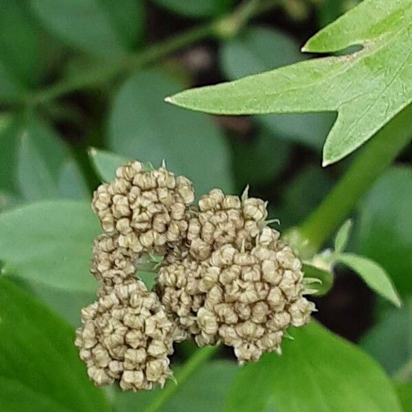 Levisticum officinale പുഷ്പം