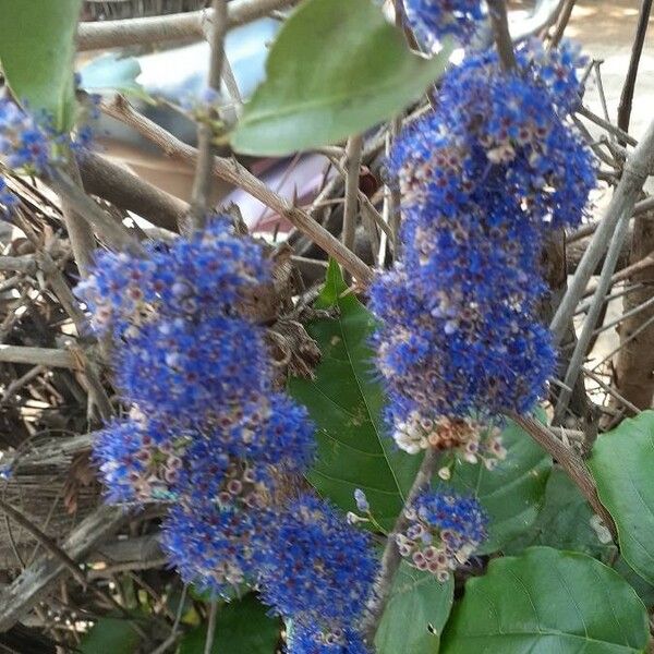 Ceanothus tomentosus 花