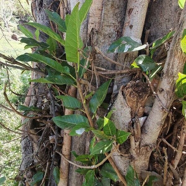 Ficus ingens Levél