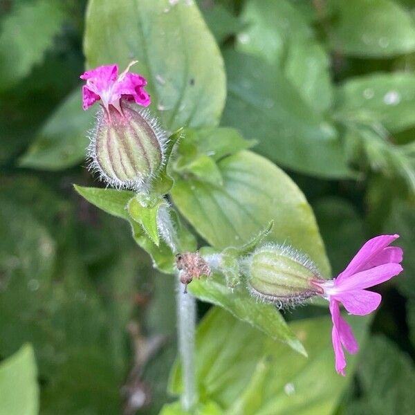 Silene dioica Flor