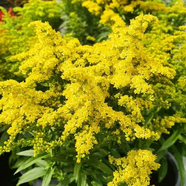 Solidago canadensis Blüte