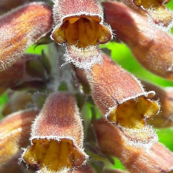 Digitalis ferruginea Flower