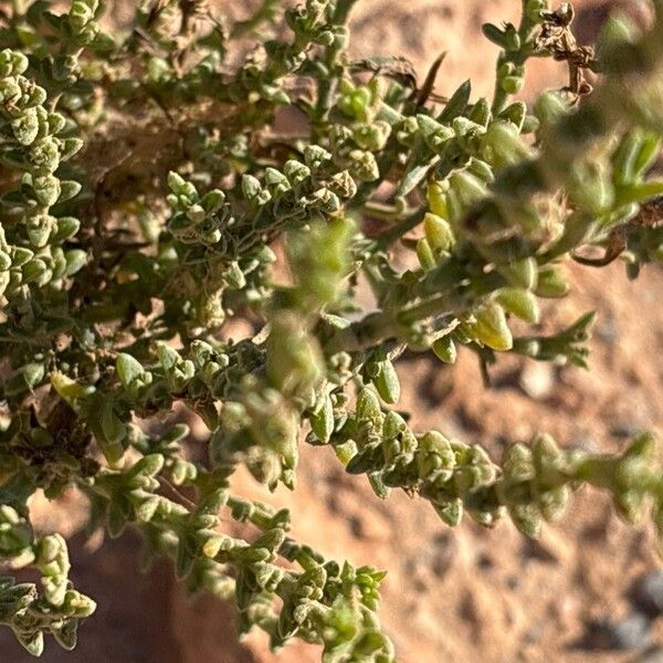 Soda oppositifolia Leaf