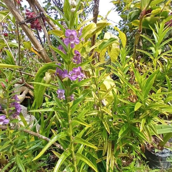 Angelonia biflora Квітка