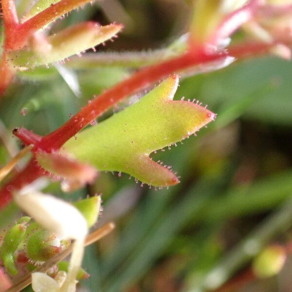 Saxifraga tridactylites List